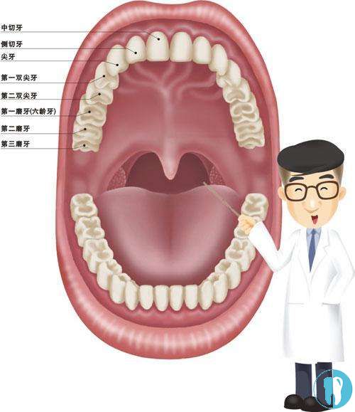 牙齿构造示意图